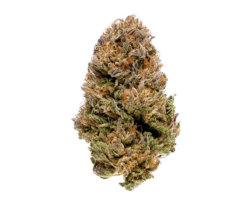 Flor Gelato 2G/10G